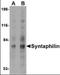 Syntaphilin antibody, orb94259, Biorbyt, Western Blot image 