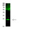 Cardiotrophin 1 antibody, STJ98850, St John