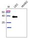 Podoplanin antibody, DM3500P, Origene, Western Blot image 