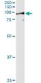 Leucine Zipper And EF-Hand Containing Transmembrane Protein 1 antibody, H00003954-M03, Novus Biologicals, Immunoprecipitation image 