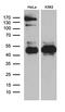 TSC22 Domain Family Member 4 antibody, M09977, Boster Biological Technology, Western Blot image 