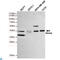 Protein Wnt-3a antibody, LS-C813160, Lifespan Biosciences, Western Blot image 