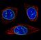 Emerin antibody, NBP2-52876, Novus Biologicals, Immunofluorescence image 
