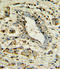Apolipoprotein L1 antibody, LS-C156424, Lifespan Biosciences, Immunohistochemistry paraffin image 