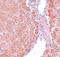 LRAT Domain Containing 2 antibody, NBP1-76263, Novus Biologicals, Immunohistochemistry frozen image 