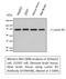 Lamin B1 antibody, STJ96938, St John