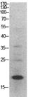 Histone H3 antibody, STJ96864, St John