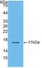 Transforming Growth Factor Beta 2 antibody, MBS2026710, MyBioSource, Western Blot image 