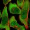 COP9 Signalosome Subunit 3 antibody, NBP1-85435, Novus Biologicals, Immunofluorescence image 