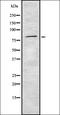 Autophagy Related 4A Cysteine Peptidase antibody, orb337018, Biorbyt, Western Blot image 