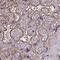 Annexin A5 antibody, PA5-57231, Invitrogen Antibodies, Immunohistochemistry frozen image 