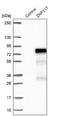 Zinc Finger Protein 317 antibody, NBP1-86220, Novus Biologicals, Western Blot image 
