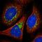 Vesicle Transport Through Interaction With T-SNAREs 1B antibody, NBP2-33414, Novus Biologicals, Immunofluorescence image 