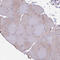 Protein Tyrosine Phosphatase Non-Receptor Type 9 antibody, HPA041922, Atlas Antibodies, Immunohistochemistry paraffin image 