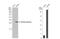 Ketohexokinase antibody, NBP1-32778, Novus Biologicals, Western Blot image 