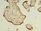 Trafficking Protein Particle Complex 3 antibody, orb357275, Biorbyt, Immunohistochemistry paraffin image 