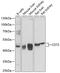 Lyb-2 antibody, 23-980, ProSci, Western Blot image 