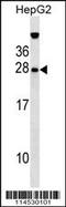 Growth Factor, Augmenter Of Liver Regeneration antibody, 55-699, ProSci, Western Blot image 