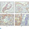 Activated Leukocyte Cell Adhesion Molecule antibody, LS-C812412, Lifespan Biosciences, Immunohistochemistry paraffin image 