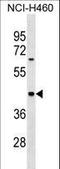 Myosin Binding Protein H antibody, LS-C158338, Lifespan Biosciences, Western Blot image 