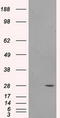 Proteasome Subunit Alpha 7 antibody, CF500691, Origene, Western Blot image 