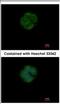 Mitochondrial Calcium Uptake 2 antibody, NBP2-16278, Novus Biologicals, Immunocytochemistry image 