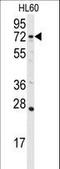 DGK-alpha antibody, LS-C101244, Lifespan Biosciences, Western Blot image 