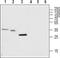 Transmembrane Protein 38A antibody, PA5-77754, Invitrogen Antibodies, Western Blot image 