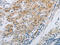 Gap Junction Protein Beta 6 antibody, CSB-PA103567, Cusabio, Immunohistochemistry frozen image 