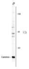 Calbindin 2 antibody, AHP1870, Bio-Rad (formerly AbD Serotec) , Immunohistochemistry frozen image 