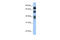 Spermatid perinuclear RNA-binding protein antibody, 29-446, ProSci, Enzyme Linked Immunosorbent Assay image 