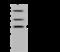 Calcium Homeostasis Modulator Family Member 2 antibody, 203542-T32, Sino Biological, Western Blot image 