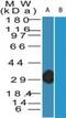 Vaccinia Virus antibody, MBS6011273, MyBioSource, Western Blot image 