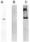 High molecular weight kininogen antibody, 20001, QED Bioscience, Western Blot image 