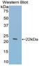 TATA-Box Binding Protein Associated Factor 12 antibody, LS-C296572, Lifespan Biosciences, Western Blot image 