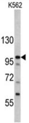 MDM2 Binding Protein antibody, AP17569PU-N, Origene, Western Blot image 
