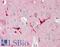 Paraoxonase 2 antibody, LS-B10154, Lifespan Biosciences, Immunohistochemistry frozen image 