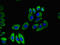 Solute Carrier Family 12 Member 7 antibody, LS-C679469, Lifespan Biosciences, Immunofluorescence image 