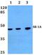 5-Hydroxytryptamine Receptor 1A antibody, PA5-75267, Invitrogen Antibodies, Western Blot image 