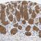 Protein Phosphatase, Mg2+/Mn2+ Dependent 1L antibody, NBP1-87248, Novus Biologicals, Immunohistochemistry paraffin image 