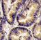 Vascular Endothelial Growth Factor B antibody, LS-C160515, Lifespan Biosciences, Immunohistochemistry frozen image 