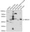 RNA Binding Fox-1 Homolog 1 antibody, 23-200, ProSci, Western Blot image 