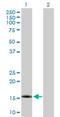 Nuclear Transport Factor 2 Like Export Factor 1 antibody, H00029107-B01P, Novus Biologicals, Western Blot image 