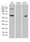 Far upstream element-binding protein 3 antibody, LS-C799156, Lifespan Biosciences, Western Blot image 