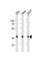 Ubiquitin C-Terminal Hydrolase L5 antibody, abx034836, Abbexa, Western Blot image 