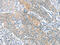 Slit Guidance Ligand 2 antibody, CSB-PA245341, Cusabio, Immunohistochemistry paraffin image 