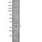 Fas Associated Via Death Domain antibody, abx146922, Abbexa, Western Blot image 