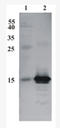 Cerebral Dopamine Neurotrophic Factor antibody, AM33441PU-N, Origene, Western Blot image 