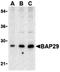 B Cell Receptor Associated Protein 29 antibody, orb74681, Biorbyt, Western Blot image 