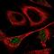 Coiled-Coil Domain Containing 102A antibody, NBP1-82766, Novus Biologicals, Immunofluorescence image 